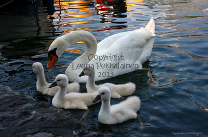 swan family