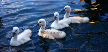 baby swans