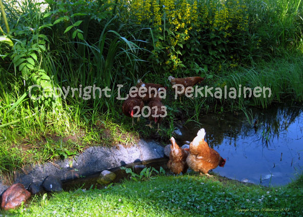 chickens by a pond