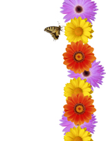 work attitude - flowers and butterfly