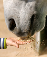 the day the laughter died - horse eating from hand