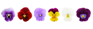 plantin flowers - row of pansies