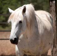 the day the laughter died - percheron stallion