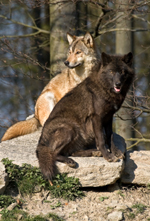 anger management tips - two wolves