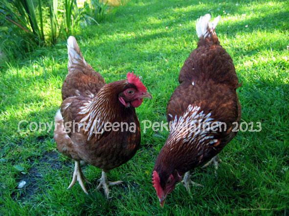 brown chickens