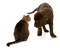 animal stories - hero dog - cat and puppy