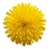 symbol for happiness - dandelion