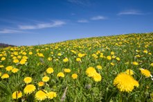 symbol for happiness - field of dandelions