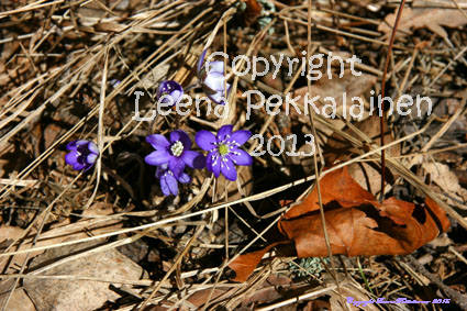 first spring flowers