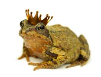 royal genealogy - frog prince