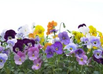 animal stories - planting flowers - pansies