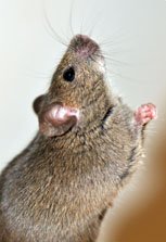 I can attitude - tiny mouse